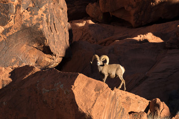 Naklejka premium Desert Bighorn Sheep Ram