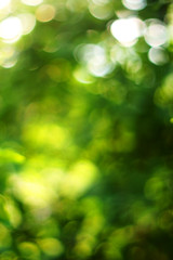 green bokeh