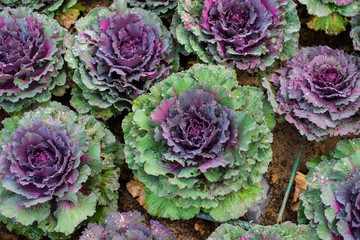 Close up charming violet decorative cabbage in garden.