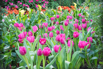 fresh vibrant tulips