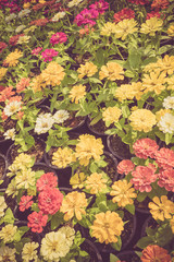 beautiful fresh flower