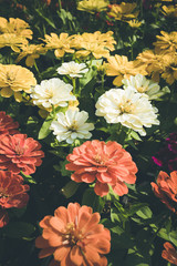 beautiful fresh flower
