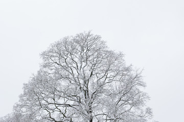 Big tree cloudy sky black and white background