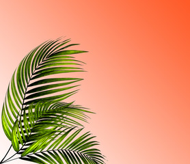 leaves of palm tree on background