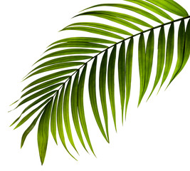 Feuille verte de palmier sur fond blanc