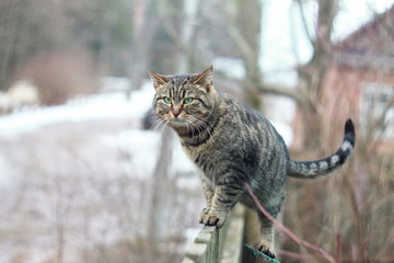 Серая тигровая полосатая кошка на заборе
