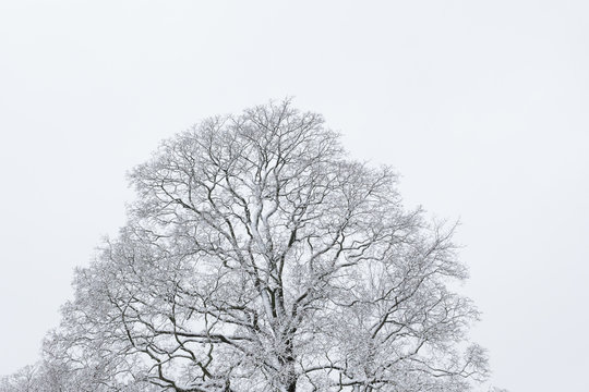 Fototapeta Big tree cloudy sky black and white background