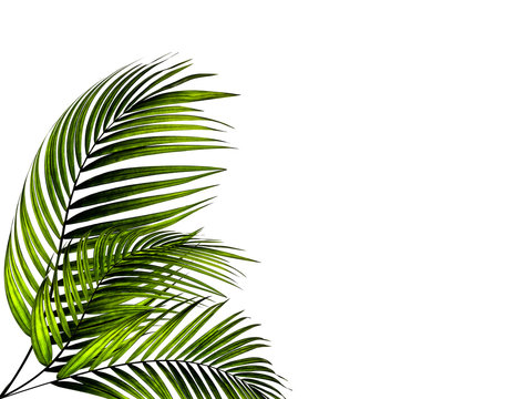 leaves of palm tree on white background