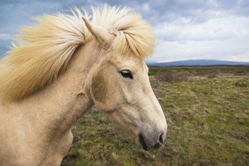 Obraz na płótnie Canvas Icelandic horse on a natural background, Iceland