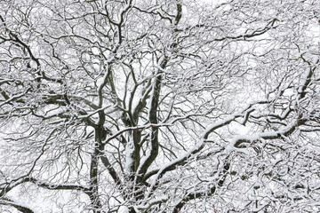 Obraz premium Big tree cloudy sky black and white background