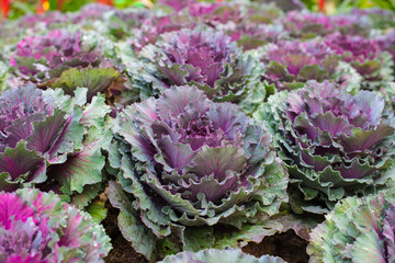 Obraz premium Close up charming violet decorative cabbage in garden.