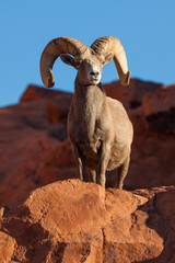 Desert Bighorn Sheep Ram