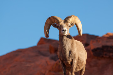 Obraz premium Desert Bighorn Sheep Ram