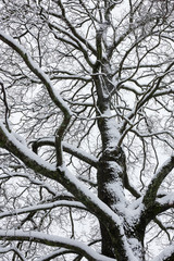 Big tree cloudy sky black and white background