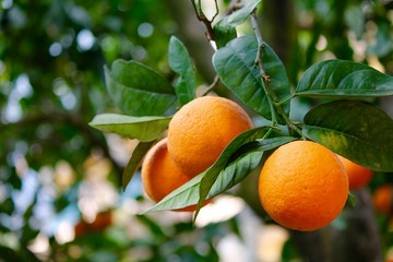 Arance - Agrumi di Sicilia