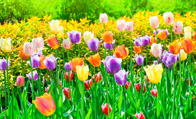 The multi-colored tulips, spring day
