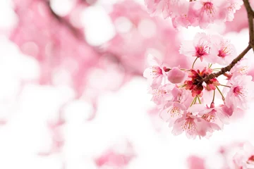 Abwaschbare Fototapete Kirschblüte ピンクの桜