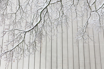 Snowy tree branches and concrete wall