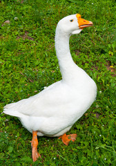 A white goose on green grass