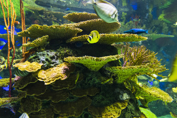 Life on a Coral Reef