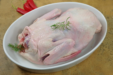 raw duck