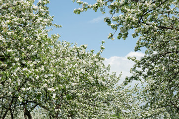 Fototapeta premium Apple blossoms