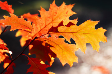 Naklejka na ściany i meble Oak leaves in autumn