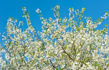 Branches of cherry blossoms against the blue sky in sunny spring day