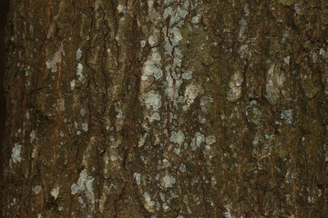 Фон коры дуба