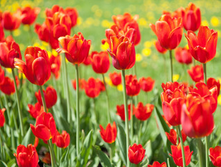 Obraz na płótnie Canvas red tulips in sunny spring day 