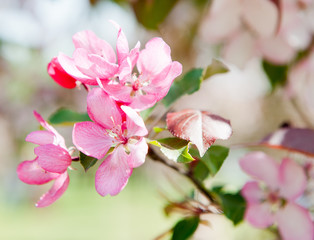 sakura flowers close up in sunny spring day