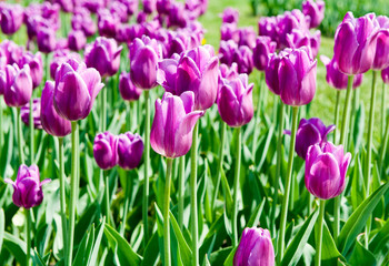 Purple tulips in sunny day 