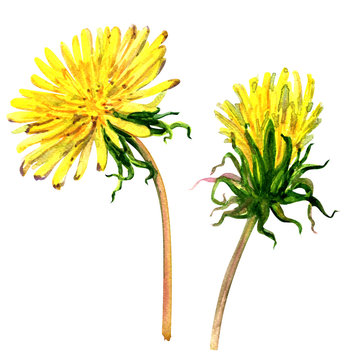 Fototapeta Beautiful yellow flower dandelion isolated, watercolor illustration