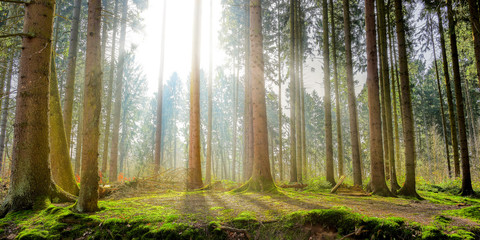 Naturpark – Wald mit Sonnenstrahlen © Günter Albers