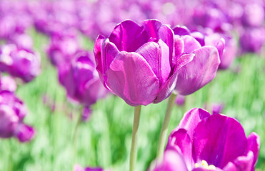 Fototapeta premium violet tulips close up in sunny spring day