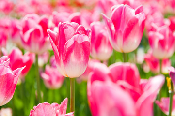 pink tulips close up in sunny spring day