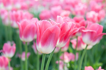 pink tulips close up in spring day 