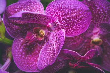orchid selective focus