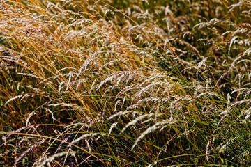 Dry grass panicles