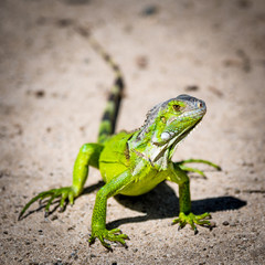 Green Iguana