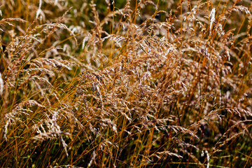 Autumn dry grass