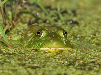 Bullfrog