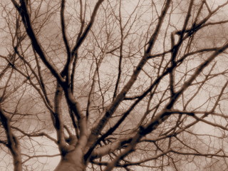 Buchenbaum mit kräftigen Ästen streckt sich himmelwärts