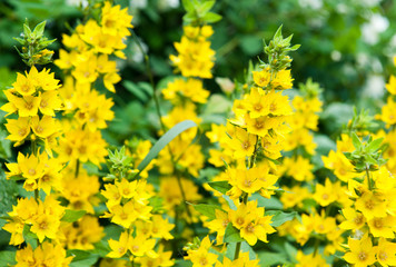 Lysimachia punctata 