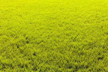 Obraz na płótnie Canvas Wet blades of grass