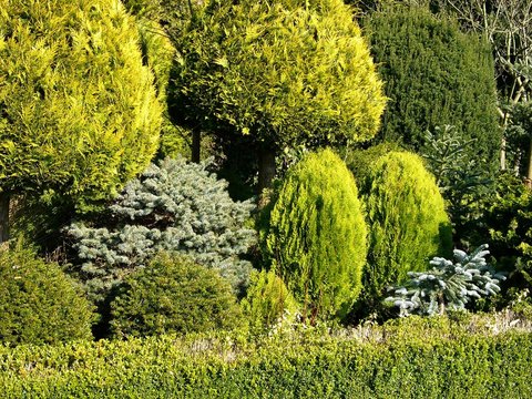 Thuja Occidentalis oder auch Abendl&auml;ndischer Lebensbaum bei Sonnenschein im Wasserpark am Iberg in W&auml;hrentrup bei Oerlinghausen am Hermannsweg im Teutoburger Wald in Ostwestfalen-Lippe