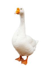 White goose, isolated on white background