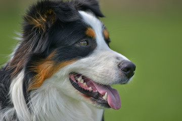 Australian Shepherd