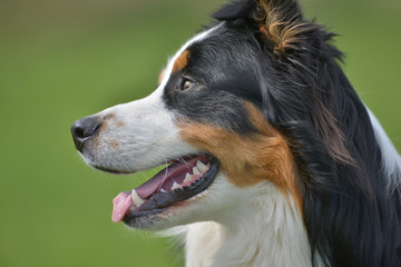 Australian Shepherd