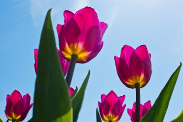 purple tulips against blue sky with white clouds in spring day (backlight)